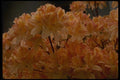051096 Himalayan Rhododendron A4 Photo Print