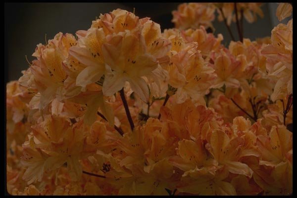 051096 Himalayan Rhododendron A4 Photo Print