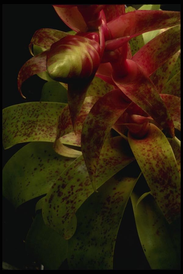 051097 Guzmania Melanonis A4 Photo Print