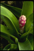 051098 Tillandsia Intumeneusis A4 Photo Print