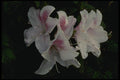 051099 Rhododendron Mucronatus A4 Photo Print