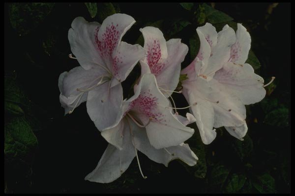 051099 Rhododendron Mucronatus A4 Photo Print