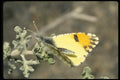 052000 Pima Orange tip A4 Photo Print