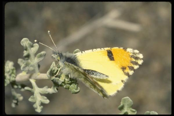 052000 Pima Orange tip A4 Photo Print