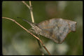 052002 Snout Butterfly A4 Photo Print
