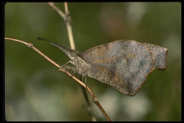 052002 Snout Butterfly A4 Photo Print