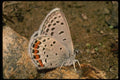 052004 Acmon Blue A4 Photo Print