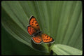 052008 Lustrous Copper A4 Photo Print