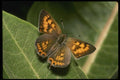 052009 Tailed Copper A4 Photo Print