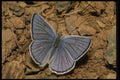 052010 Blue Copper A4 Photo Print
