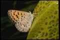 052011 Mariposa Copper A4 Photo Print