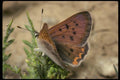 052012 Purplish Copper A4 Photo Print