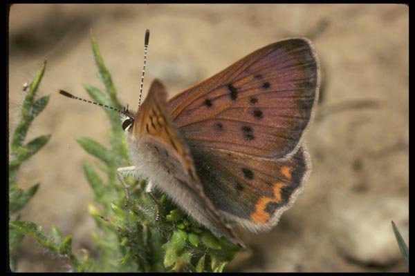 052012 Purplish Copper A4 Photo Print