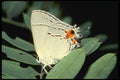 052014 Common Hairstreak A4 Photo Print