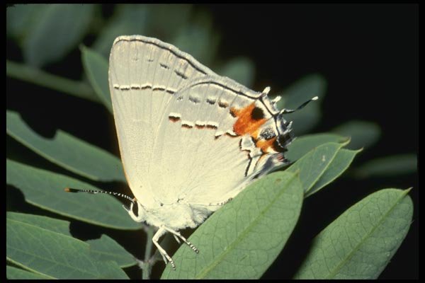 052014 Common Hairstreak A4 Photo Print