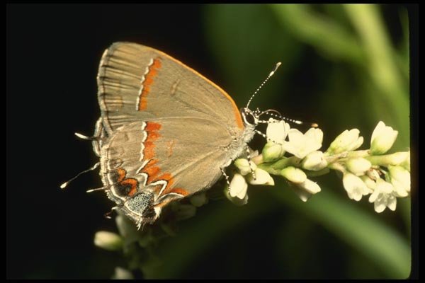 052015 Red banded Hairstreak A4 Photo Print