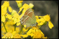 052016 Siva Hairstreak A4 Photo Print