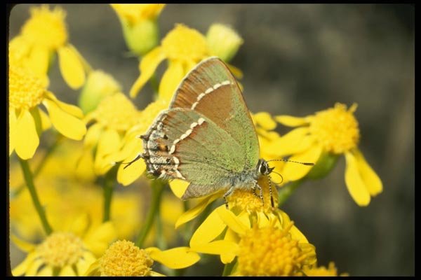 052016 Siva Hairstreak A4 Photo Print