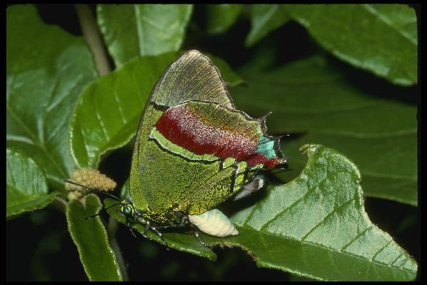 052017 Tropical Hairstreak A4 Photo Print