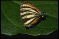 052018 Convict Hairstreak A4 Photo Print