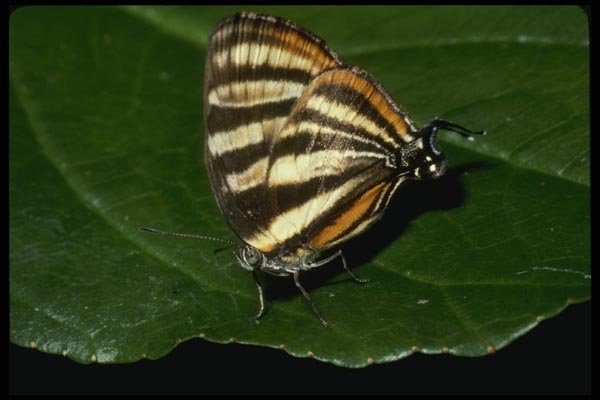 052018 Convict Hairstreak A4 Photo Print