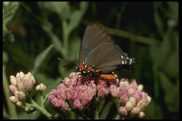 052019 Great Purple Hairstreak A4 Photo Print
