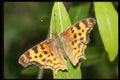 052020 Golden Anglewing A4 Photo Print