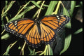 052021 Viceroy A4 Photo Print