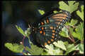 052022 Red spotted Purple A4 Photo Print