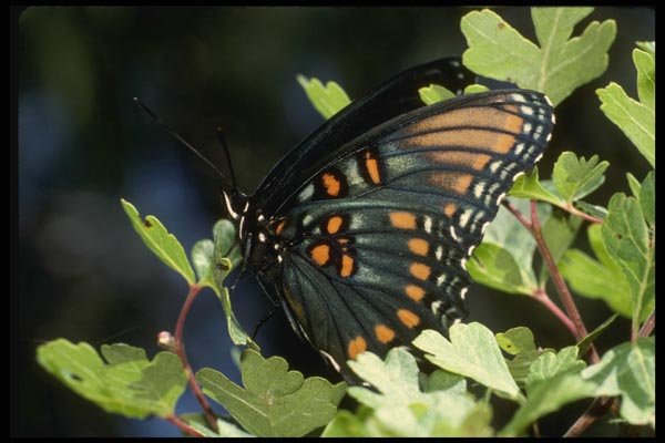052022 Red spotted Purple A4 Photo Print
