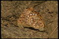 052025 Egleis Fritillary A4 Photo Print