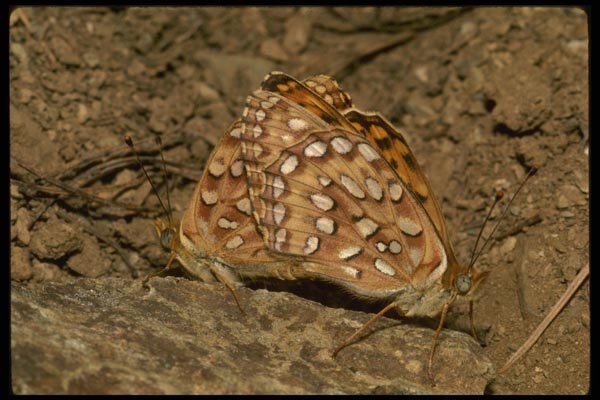 052025 Egleis Fritillary A4 Photo Print