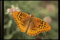 052026 Great Spangled Fritillary A4 Photo Print