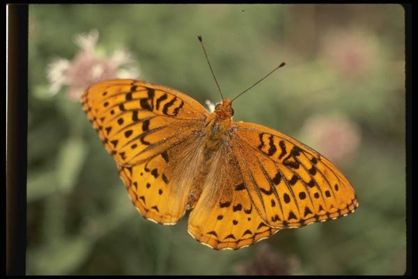 052026 Great Spangled Fritillary A4 Photo Print