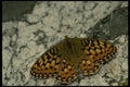 052027 Callippe Fritillary A4 Photo Print