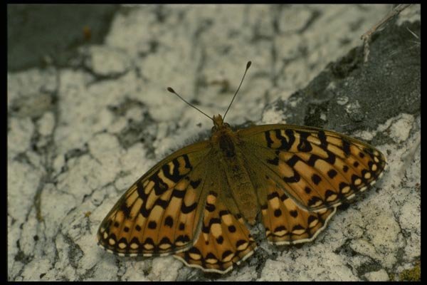 052027 Callippe Fritillary A4 Photo Print