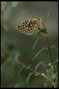 052028 Callippe Fritillary A4 Photo Print