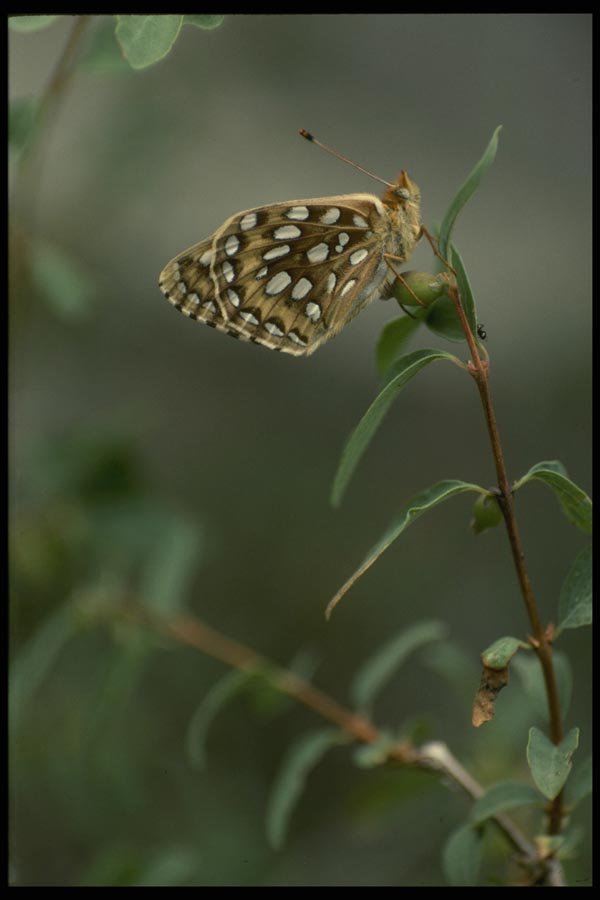 052028 Callippe Fritillary A4 Photo Print