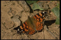 052029 West Coast Lady A4 Photo Print