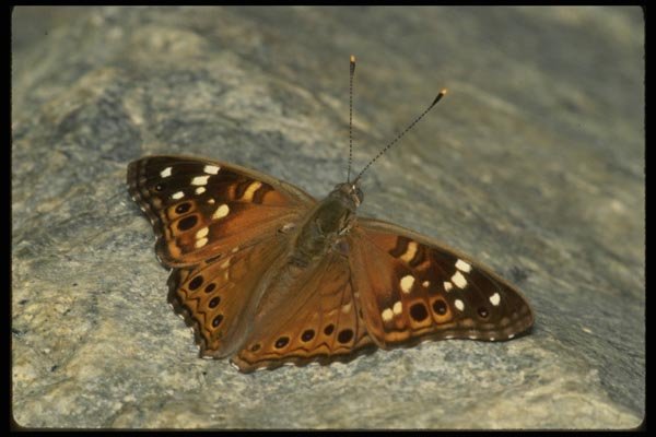 052030 Desert Hackberry Butterfly A4 Photo Print