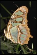 052033 Malachite A4 Photo Print
