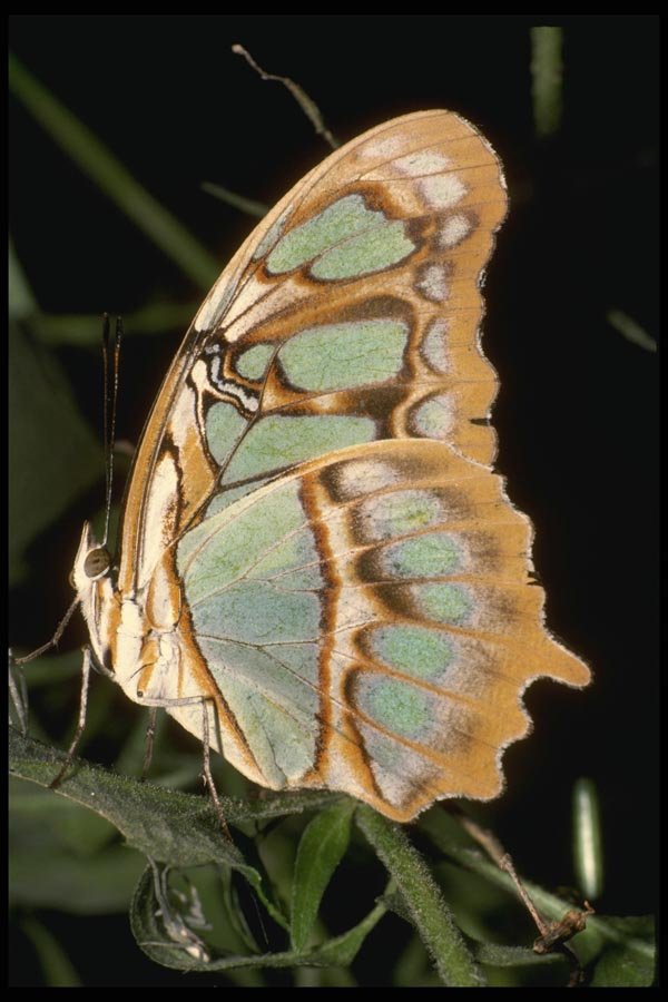 052033 Malachite A4 Photo Print