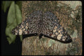 052036 Cracker A4 Photo Print