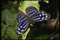 052037 Blue Wave A4 Photo Print