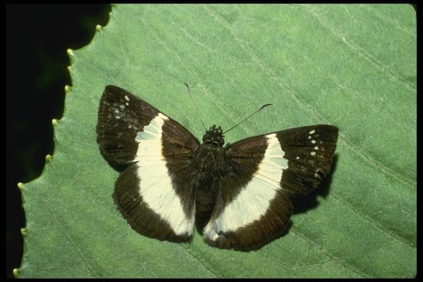 052038 Skipper A4 Photo Print