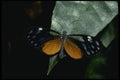 052039 Clearwing Ithomiid A4 Photo Print