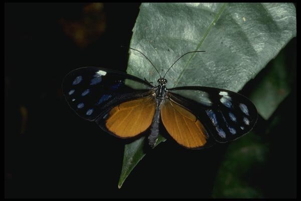 052039 Clearwing Ithomiid A4 Photo Print