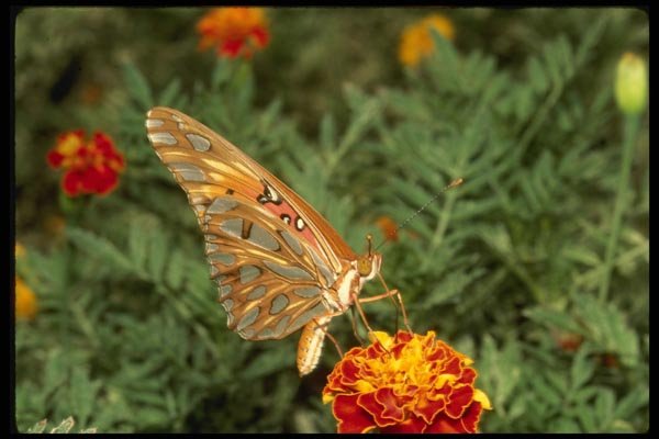 052041 Gulf Fritillary A4 Photo Print