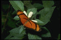 052042 Small Flambeau A4 Photo Print