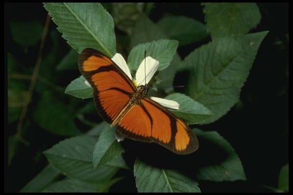 052042 Small Flambeau A4 Photo Print